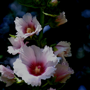 Img_5921ab_fav_card