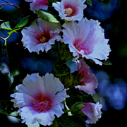 Img_5914ab3_card