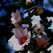 Img_5922ab_card