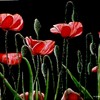 Poppyblackbackground_thumb