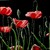 Poppyblackbackground_tiny_square
