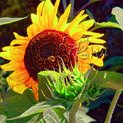 Sunflower_card