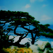 Torrey_pine_highway_101ab_card