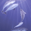 Narwhals_thumb