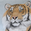 Sumatrantiger_thumb