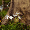 Flowersunderoakfresized_thumb