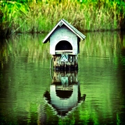 Birds_house_4_card