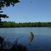 Sunfish_thumb