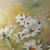 Bele-rade-15_tiny_square