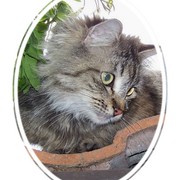 Diva_in_oval_frame_card
