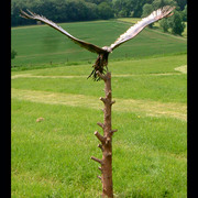 Bird_of_prey_card