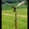 Bird_of_prey_thumb