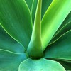 Agave1_002_thumb