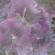Lilac_blooms_card