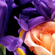 Irisandrose_card