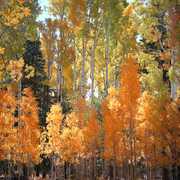 Aspen-16x20_card
