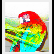Parrot_pride_card