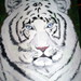 Picture_092_square