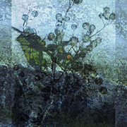 Sky_berries_card