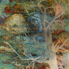 Sunset_tree_2_thumb