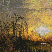 Cattus_island_sunset_card