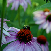 _mg_6103abfav4_card
