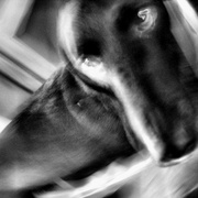 Homer_my_dog_3_card