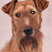 Irishterrier2_card