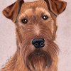 Irishterrier2_thumb