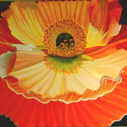 Papoila__2_card