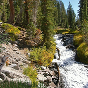 1227a_cougar_in_his_element_card