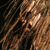 Septicflesh8_thumb