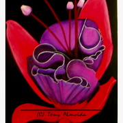 Tropical_beauty_card