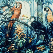 Tropical_chatter_card