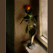 30rozaoknomale_card