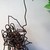 Bird2_tiny_square