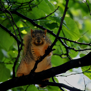 Img_6285afav6_card