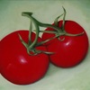 Monique_lassooij___two_tomatoes_too_thumb