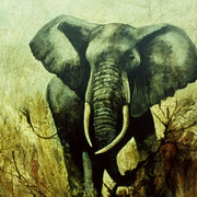 African_elefant_card