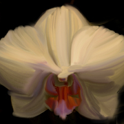 Flower_02_card