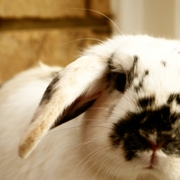 Rabbit_2_card