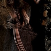 Angels_from_hell__card