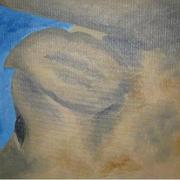 Cow_study_card