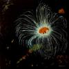 Jellyfish_iv_-_60x60cm_thumb