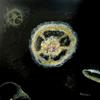 Jellyfish_v_-_60x60cm_thumb