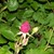 Picture_278_tiny_square