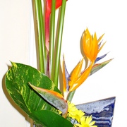 Estrelitsia_i_card