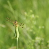 Dragonfly_thumb