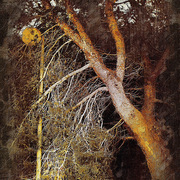 _081__obsoleta_card