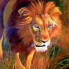 Lion_at_sunset1200_thumb